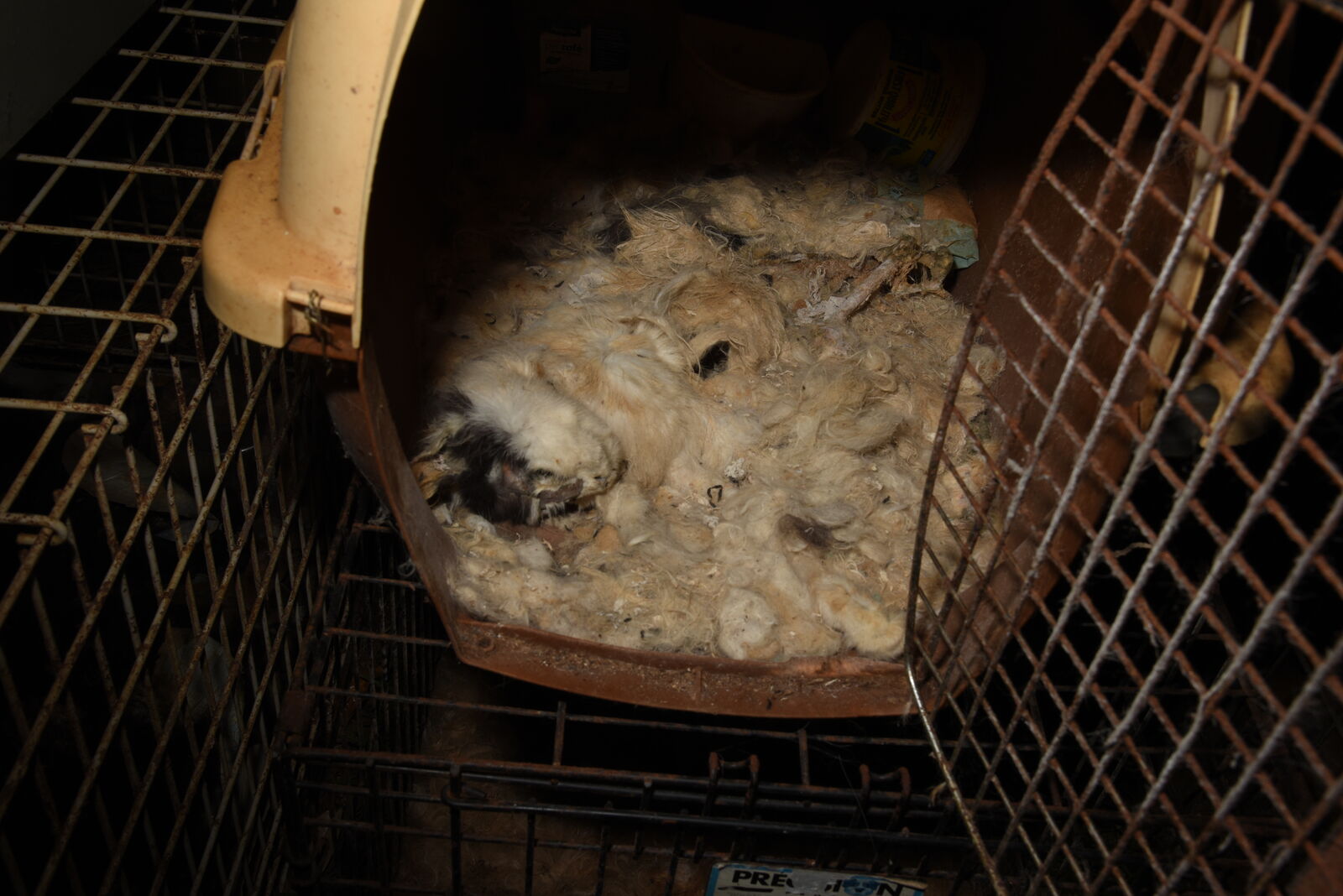 30 Dead Dogs And Cats Found In Home Of Animal Rescue Director - The ...