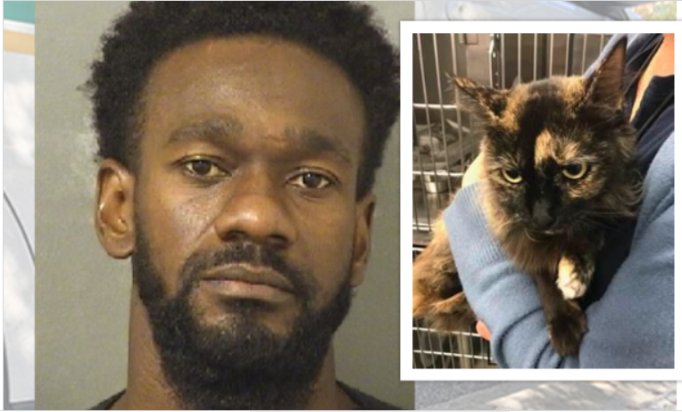 Man charged in death of cat that was Deep River 'local icon
