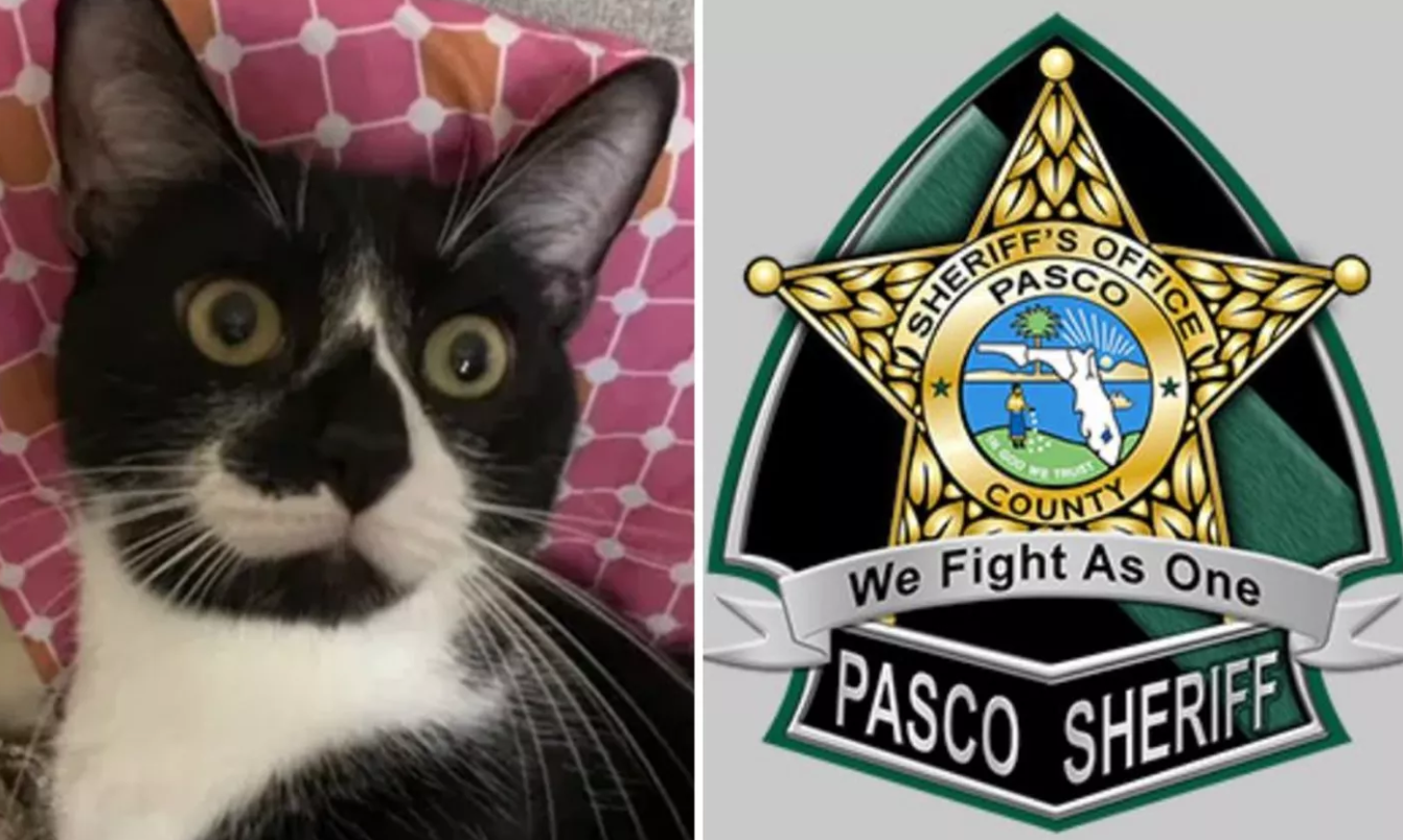 Sheriff Department April Fools' Joke Trades K-9's for Cute Police Felines