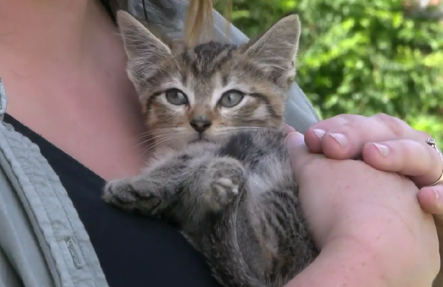 Sign Punish Serial Kitten Killer Who Has Admitted To His Sickening