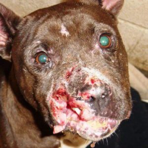 Case Study: Animal Fighting - Michael Vick - Animal Legal Defense Fund