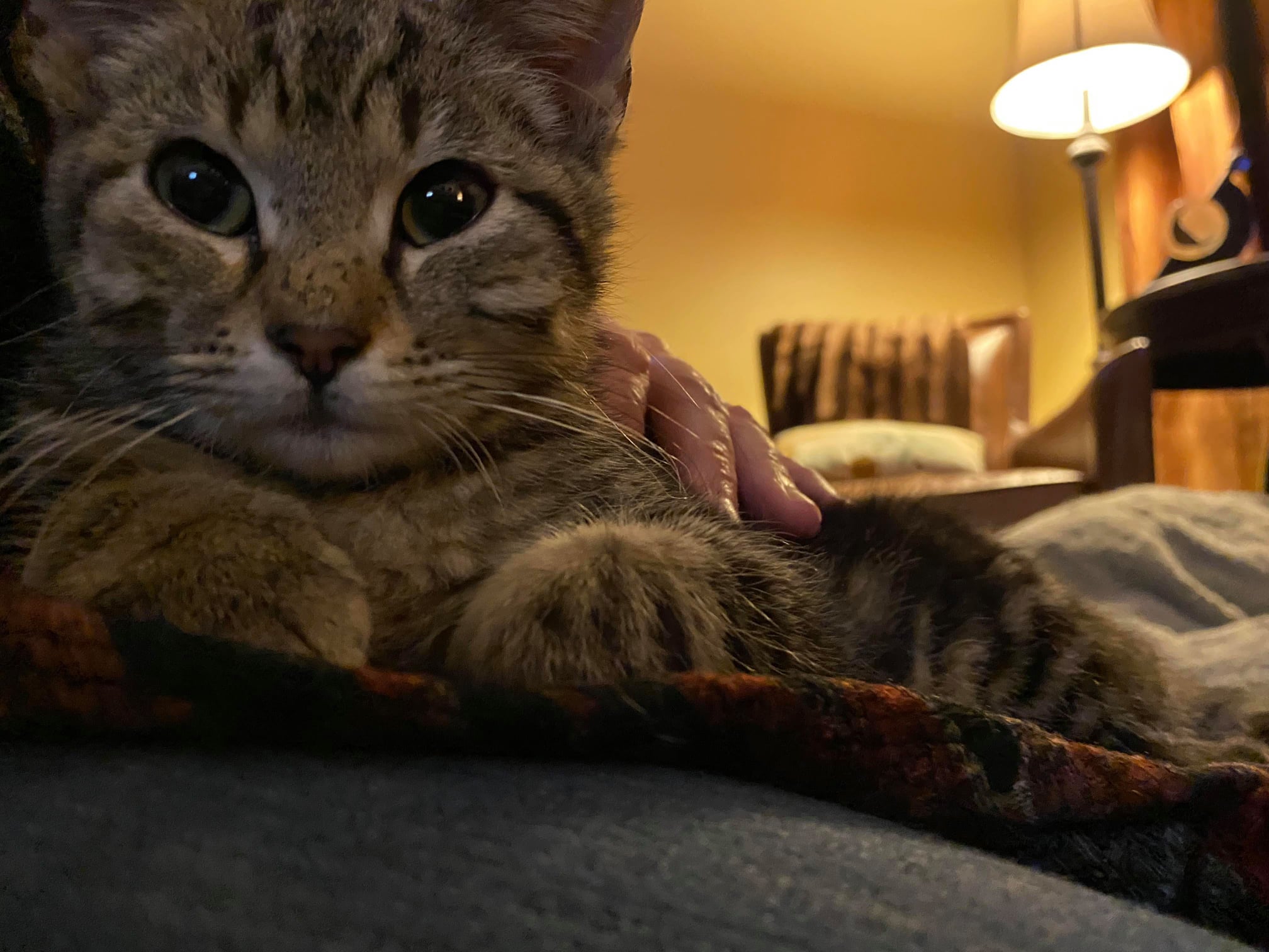 Sign: 'Shelly' Kitten Killer Squeezed, Drowned, And Microwaved Kittens ...