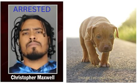 Sign: Man Pours Lighter Fluid On His Crated Puppy, Burns Her Alive