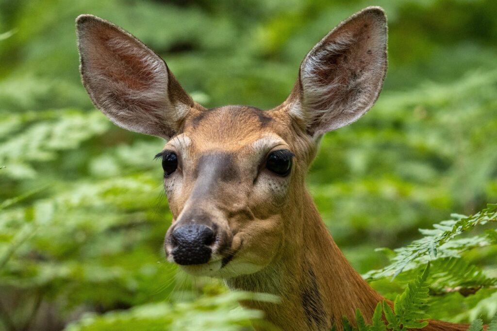 Sign: Save Baby the Deer, Confiscated After Being Raised By Pennsylvania Woman