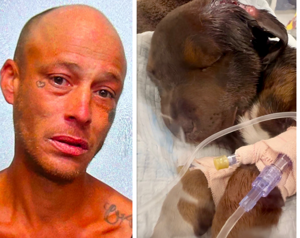 Sign: Man Kicked, Stomped, and Slammed 10-Week-Old Puppy, Fracturing Her Skull