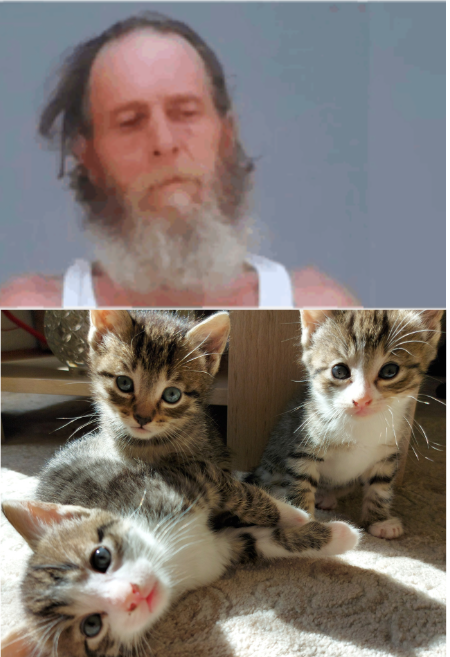 Sign: Sadistic Man Cut Off Kittens’ Tails And Threw Them At Woman During Dispute