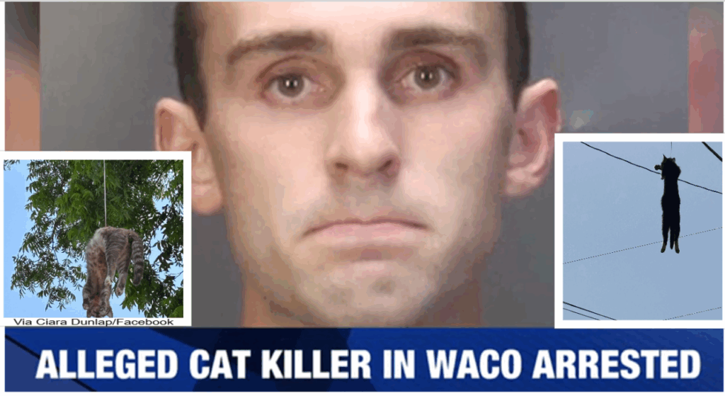 Sign: Baylor Graduate Killed Cats and Hung Them on Utility Lines
