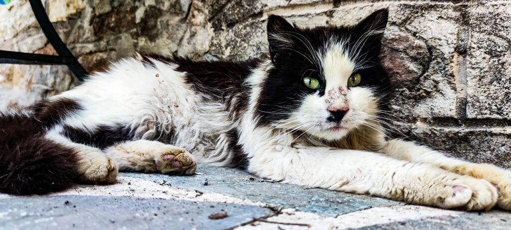 Sign: Hold Three Men Who Killed Cats in Trash Compactor Accountable for Cruel Deaths