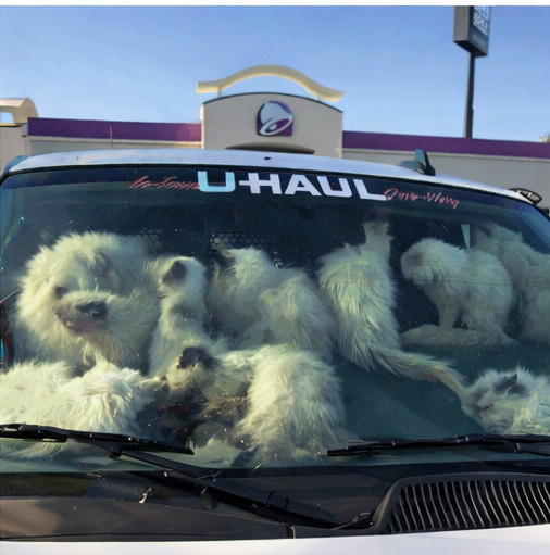 Sign: Breeder Arrested After Over 130 Emaciated and Dead Cats Found Crammed in Hot U-Haul