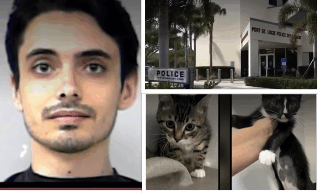 Sign: Man Threw, Punched, Drowned Kittens He Adopted from Shelters