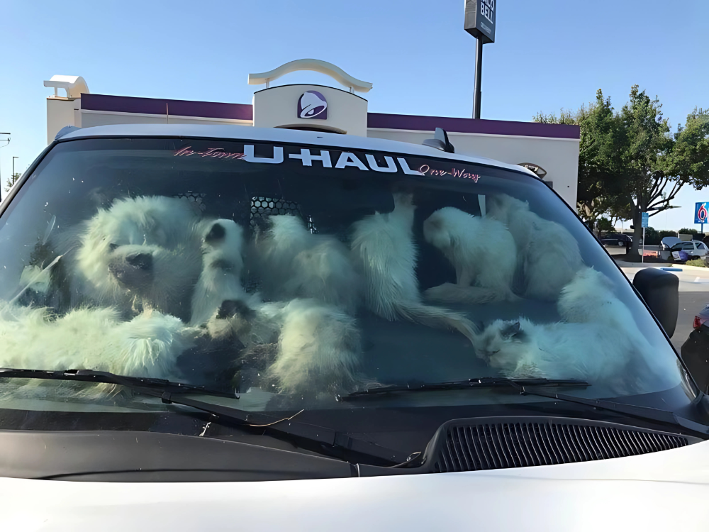 Sign: Breeder Arrested After Over 130 Emaciated and Dead Cats Found Crammed in Hot U-Haul