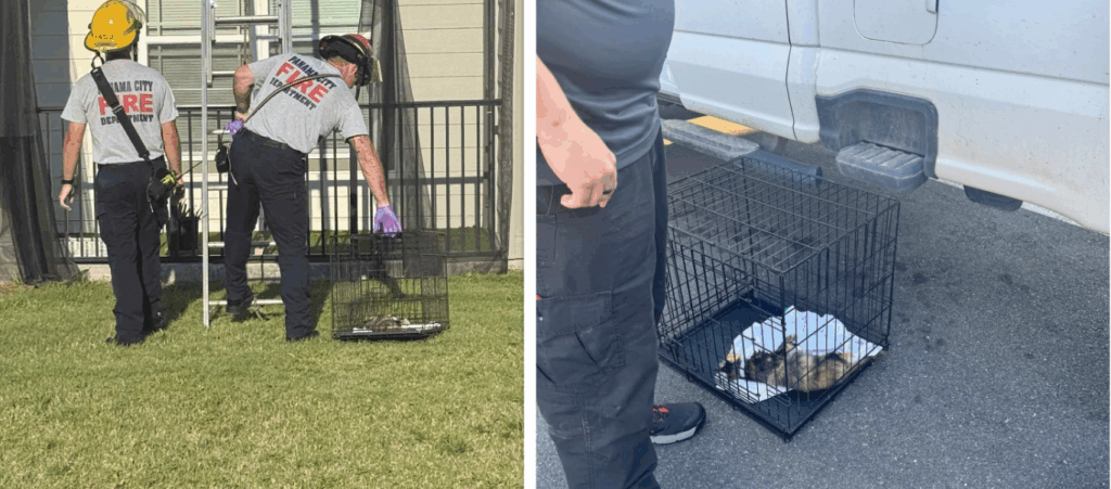 Sign: Cat Suffered Agonizing Death Because She Was Left Caged on Hot Balcony