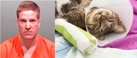 Sign: A Trail of Broken Bodies — STOP this Serial Dog and Cat Abuser NOW!