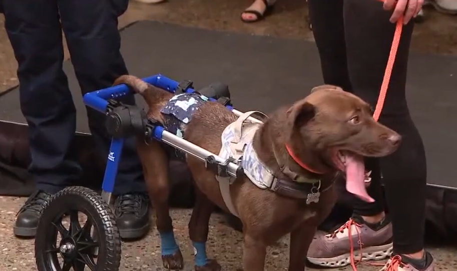 Jerry (Jerry’s Law)