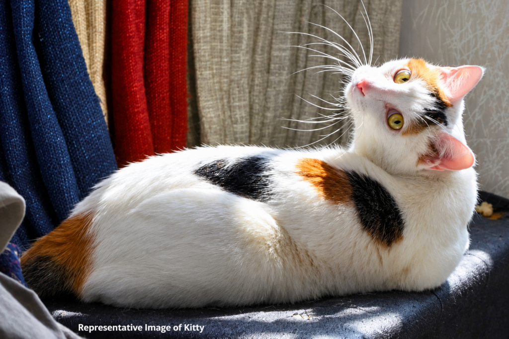 Sign: Man Stretched Girlfriend’s Cat, Severing Head From Spine