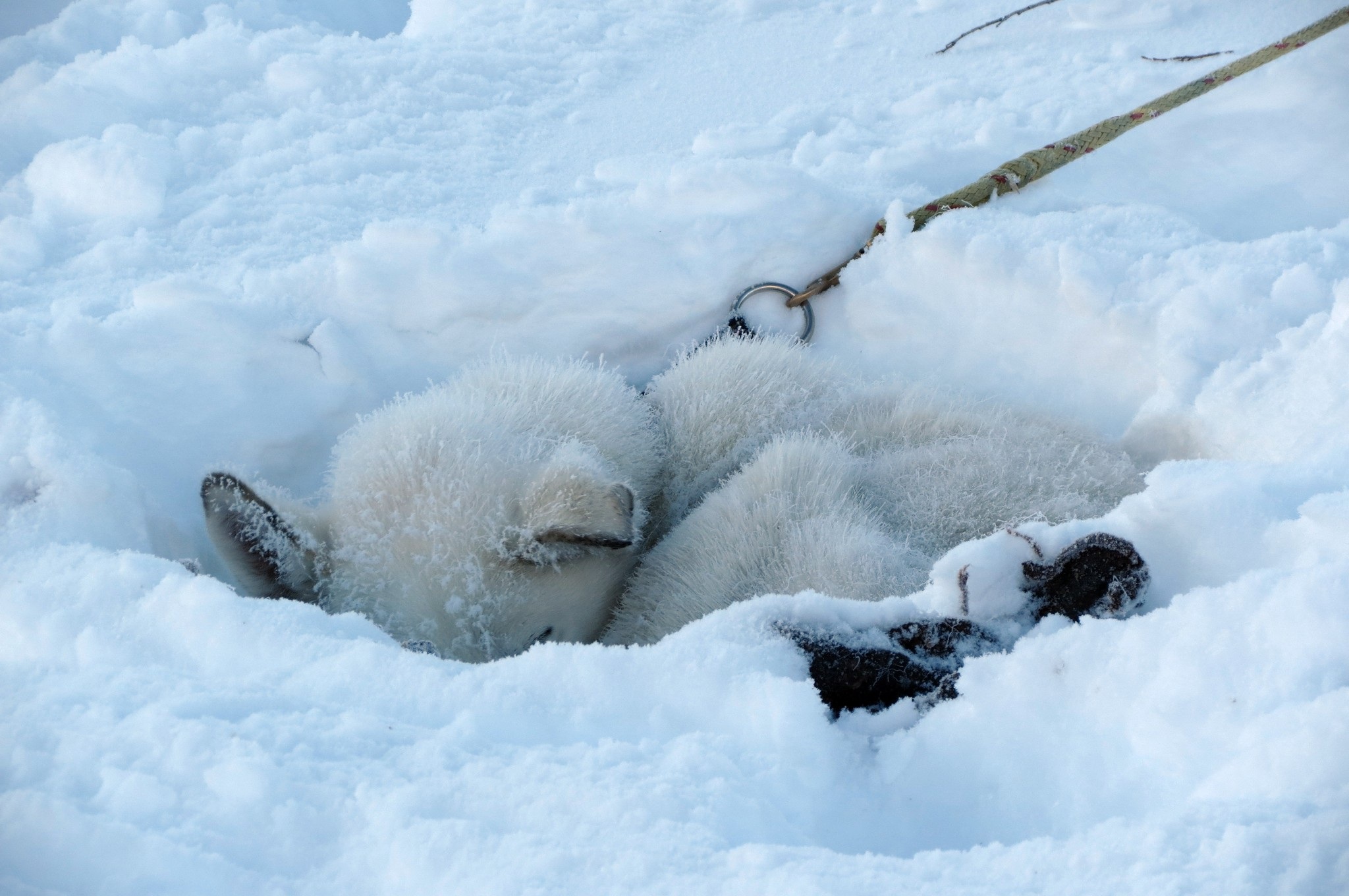 Sign: 25 Sled Dogs Starved to Death at Kennel Following Months of ...