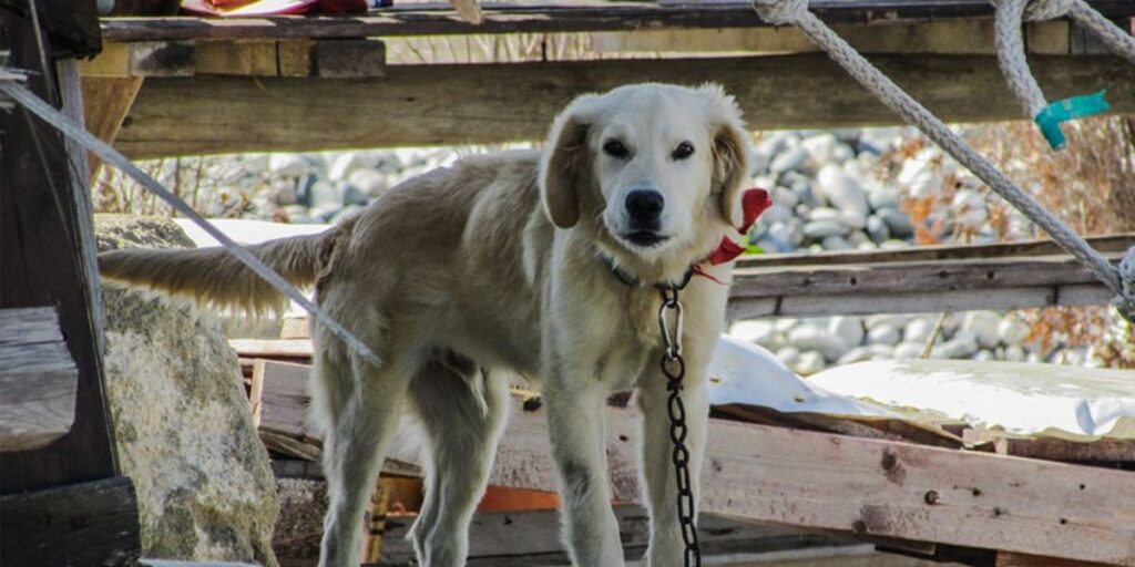 Beau — the dog whose suffering inspired Beau's Law (SB 361), Alabama 2026