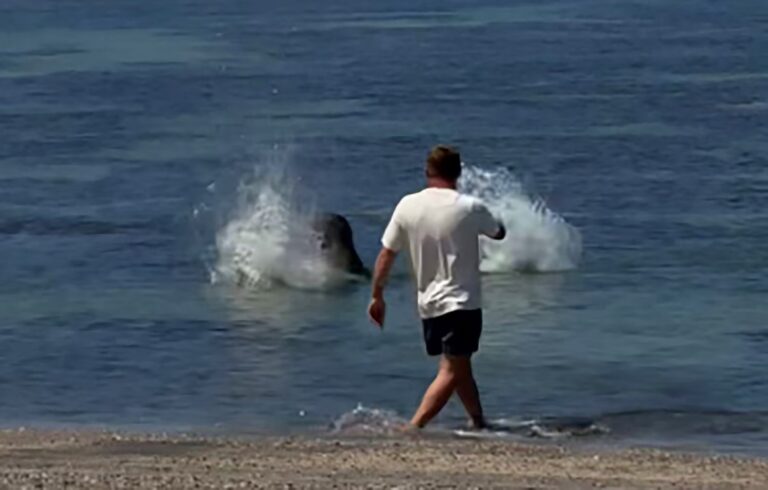 Sign: Video Captures Tourist Hurling Large Rock at Endangered Seal ...