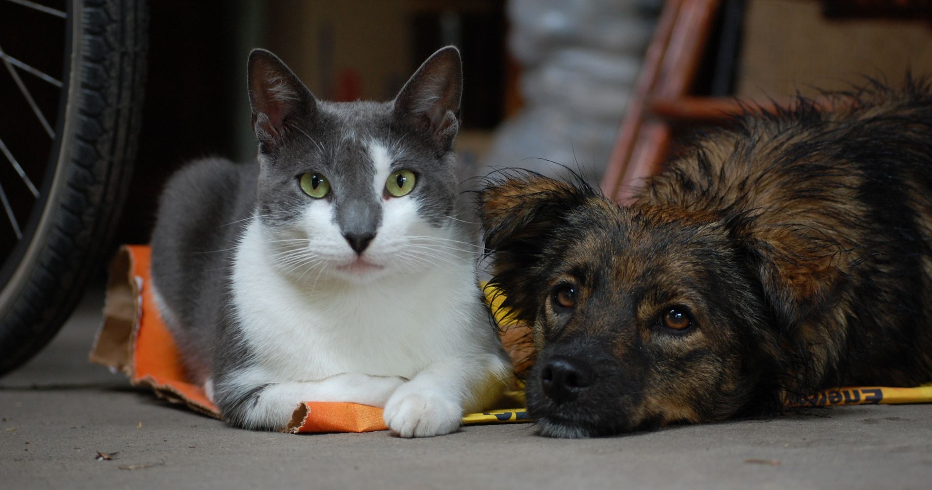 Animal Victory Annual Report 2024