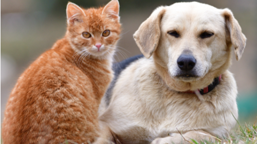 Animal Victory Annual Report 2021