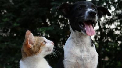 Animal Victory Annual Report 2023
