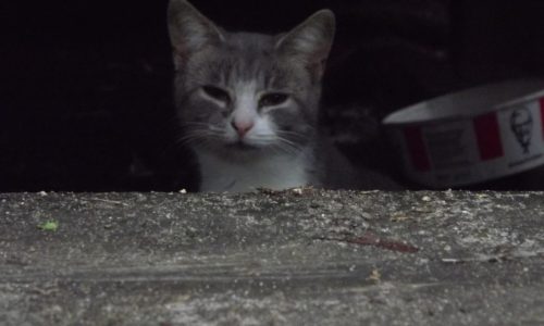 56508734_10217825441046221_6388370356486275072_o